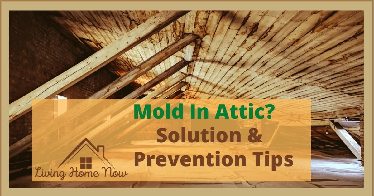 Worrying About Mold in Attic? Remove Attic Mold Effortlessly